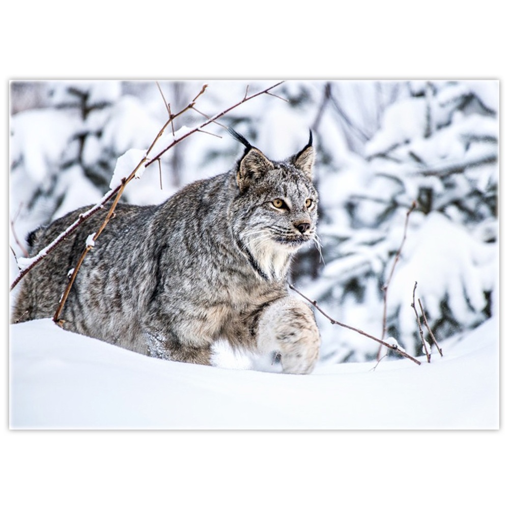 Canada Lynx Blank Greeting Card Canadian Wildlife Photography Made in Canada